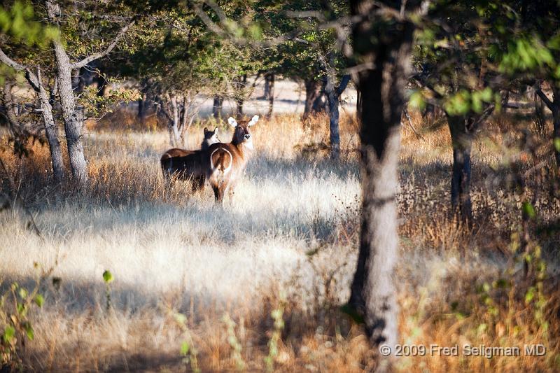 20090610_072255 D3 X1.jpg - Waterbuck, Etosha National Park, Namibia